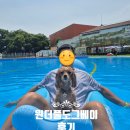 안성 원더풀도그베이 후기｜서울 근교 애견 카페 수영장 추천