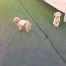 봉순두부 이미지