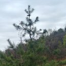 새벽숲농장 이미지