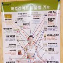 영양하마