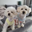 [개족여행 01번] :: 가평 도그버디펜션 × 로둥이네 🐶🤍