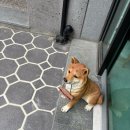 콩밥밥 | 울산 중구 복산동 ‘콩밥밥’ 새로생긴 반려동물 수제간식가게(+케이크)
