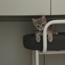 백신주유소 | 인천 송도 동물병원 고양이 주사 맞고 온 솔직 후기