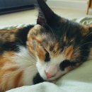 야옹아 멍멍해봐(에코시티점) 이미지