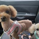 개미용중 이미지