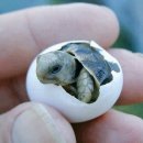 거북이PC 이미지