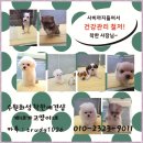 개네가 고양이네 이미지