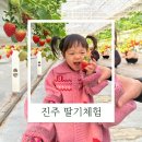 다은딸기 | 진주 딸기체험 추천｜다은딸기 후기, 3살 아이와 다녀온 딸기농장