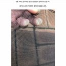 은아꽃캘리
