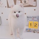 알콩달콩 애견미용실 이미지