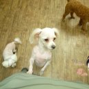 멍멍이랑 호호아줌마 이미지