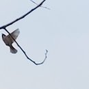 참새공원 Daum카페