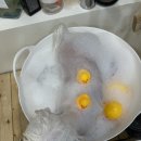 인생댕컷 반려견미용실 이미지