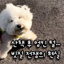 더 도도하개 | 비숑 엉킨 털 해결! 미용실 원장님 추천 하드 슬리커 리얼 후기 (초보집사 내돈내산)