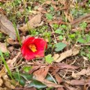 국영목장 | 제주4.3 수악주둔소에도 봄이 왔더라