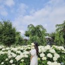 유구농산물판매장 | 공주 유구색동수국정원 방문후기 (6/18 개화상황, 주차)