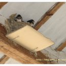 고개마루사랑방 이미지