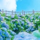 거창목장 | 가평 여행 가이드 &amp; 2025 가평 양떼목장 수국축제 완벽 정리