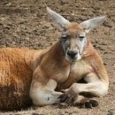 전주동물원 이미지