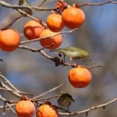 직전농장 이미지