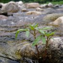 대곡초등학교 삼거리 이미지