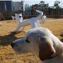 반려동물 테마파크 이미지