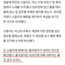 황금 고블린 형사 입건 &amp; 출국 정지 !!! 이미지