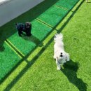 파브 퍼피 이미지