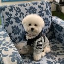 도그앤스테이 | [춘천 강촌/펜션] 묘한 매력이 있는 강아지 동반 펜션 도그앤스테이펜션(+솔직후기)