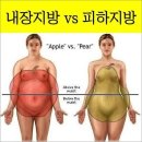 내장지방과 피하지방은 외견상 이미지