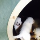 순수진돗개 이미지