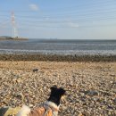 서해고등학교 | [인천 영흥도]애견동반펜션 '노을스파펜션' 소형견 동반 방문 후기