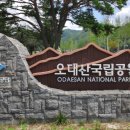 오대산 금빛펜션 | 오대산국립공원 완벽여행 가이드 (월정사 전나무숲, 선재길 트레킹, 펜션 추천)