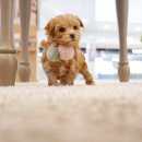 구산동 강아지 이미지