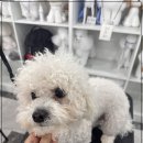 논산애견미용학원 이미지