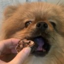 Pet snack(펫스낵) | 강아지 수제간식 네츄럴펫스낵 오래 먹는 간식 후기