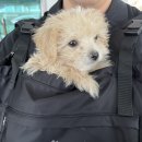 강아지이동가방 강아지포대기를 찾는다면 스와니펫 강아지이동가방 라임프론트백 추천해요