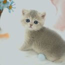 강남 고양이 분양 냥블리 이미지