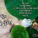 PICTURE&TEXT_20240609_빛의 삶을 살라!_요한일서 1장 9절_오순절 후 세 번째 주일 묵상_6월의 목련_우리 교회 정원 이미지