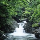 종국이 두마리치킨 이미지