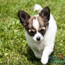 소문난 강아지 이미지