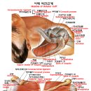 회전근개 근육들: Rotator cuff Muscle 이미지