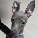 벨라켄넬 이미지