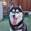 45 | 강아지목걸이 맞춤제작 Ardenue 아르데뉴 진주목걸이 고급스럽고 우아해