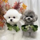 톰퍼피 강아지 분양 이미지