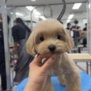 제시 펫 살롱 네이버블로그