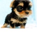 강이랑 아지랑 이미지