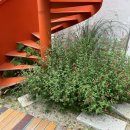 한일바우 이미지