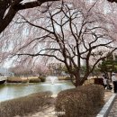 카이스트 정문 | 대전 벚꽃 명소 대전 카이스트 벚꽃 주차 포토존