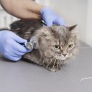 한남심장내과동물병원 이미지